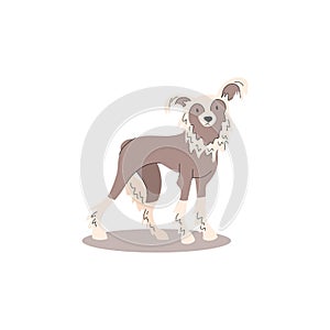 Funny and cute Chinese Crested dog. Dogs collection. Vector illustration of cute breeds dogs in trendy flat style