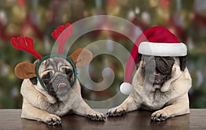 Funny cute Christmas pug puppy dogs leaning on wooden table, wearing santa claus hat and reindeer antlers