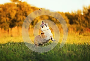 funny cute Corgi dog puppy jumping for flying butterfly in Sunny meadow on green grass in warm light