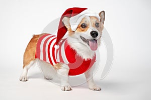 Funny cute corgi dog stands on white background dressed in red and white Santa Claus costume