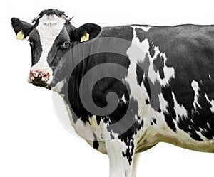 Funny cute cow isolated on white