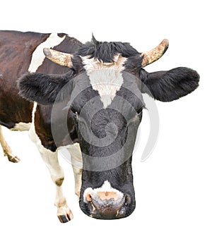 Funny cute cow isolated on white background. Looking at the camera black and white curious cow close up