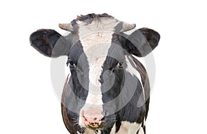 Funny cute cow isolated on white background. Looking at the camera black and white curious cow close up