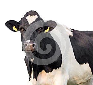 Funny cute cow isolated on white