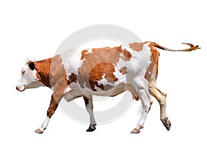 Funny cute cow isolated on white. Jumping red cow. Funny spotted cow. Farm animals. Cow, standing full-length