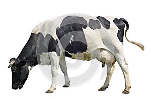 Funny cute cow isolated on white. Talking black and white cow. Funny curious cow. Farm animals.