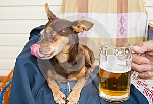 Funny cute dog with a beer, which offers its owner. Humor