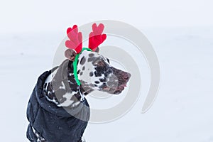 Funny and cute dog in funny deer antlers stands in the snow in winter.Dalmatian puppy with deer horns on his head.cozy