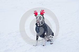 Funny and cute dog in funny deer antlers stands in the snow in winter.Dalmatian puppy with deer horns on his head.cozy