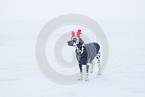 Funny and cute dog in funny deer antlers stands in the snow in winter.Dalmatian puppy with deer horns on his head.cozy