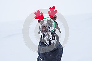 Funny and cute dog in funny deer antlers stands in the snow in winter.Dalmatian puppy with deer horns on his head.cozy