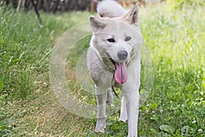 Funny cute dog Japanese akita inu with her tongue out on the nature in summer on a rustic background.