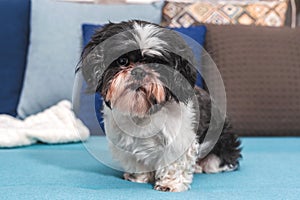 Funny cute dog is sitting at home on the couch. Shih-tzu breed, after the groomer. pet