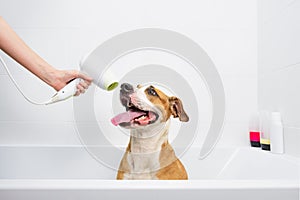 Funny cute dog taking a bath.