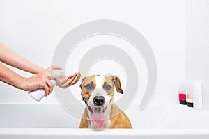 Funny cute dog taking a bath.