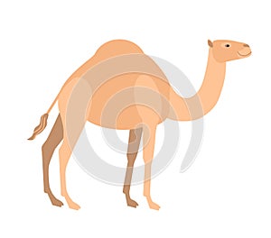 Funny cute dromedary camel isolated on white background. Wild smart Asian herbivorous ungulate mammal, desert working