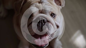 Funny cute English bulldog is sitting on the floor of a house. Pet dog friend