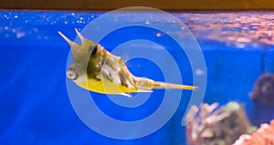 Funny and cute exotic longhorn cowfish or horned boxfish swimming in the tropical aquarium