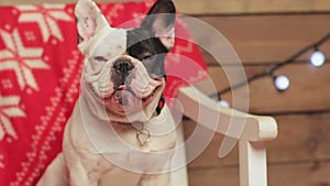 Funny cute French bulldog portrait at Christmas decorations. Merry xmas and happy new year concept. Purebred dog