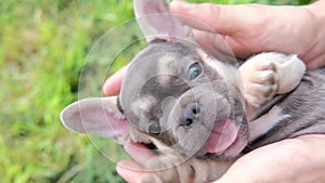 funny cute french bulldog puppy dog lies on its back on the owner's legs. the owner plays with the dog, stroking his