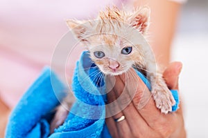 Funny and cute ginger kitten dry after bath in a blue towel