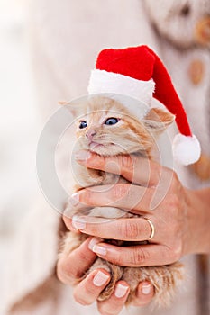 Funny and cute ginger kitten with santa hat in woman hands