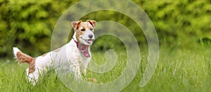 Funny cute happy pet dog puppy listening and smiling in the grass