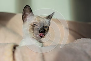 Funny cute kitten hiding in soft basket. Purebred 2 month old Siamese cat with blue almond shaped eyes on beige basket background