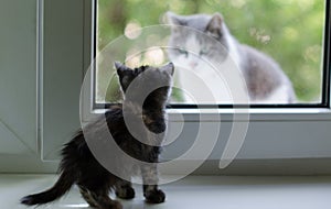 Funny cute kitten on window. Tiny kitty looks through the window at another cat