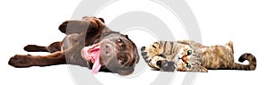 Funny cute Labrador puppy and  cat Scottish Straight lying together