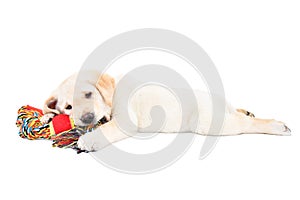 Funny cute Labrador puppy lying with a toy for dogs