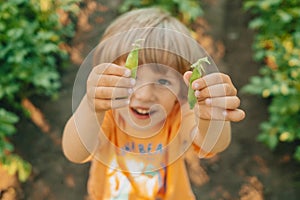 Funny cute little child with green young pad peas in garden. Healthy eating, vegetables, legumes. Happy boy eating fresh