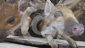 Funny cute little piglets at an animal farm. Little piglets household. Lovely pets.