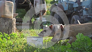 Funny cute little piglets at an animal farm. Little piglets household. Lovely pets.