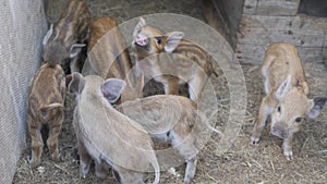 Funny cute little piglets at an animal farm. Little piglets household. Lovely pets.