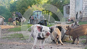 Funny cute little piglets at an animal farm. Little piglets household. Lovely pets.