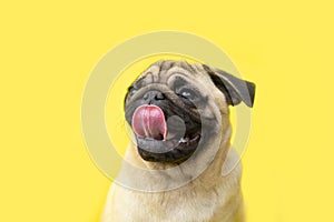 funny cute little puppy pug on bright yellow bright background with copy space. Banner adorable dog with tongue hanging