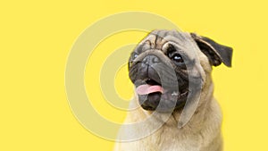 funny cute little puppy pug on bright yellow bright background with copy space. Banner adorable dog with tongue hanging