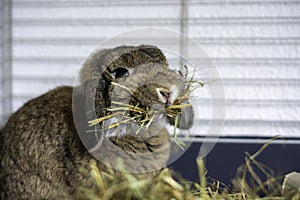 Funny cute lop rabbit holding a lot of hay in its mouth