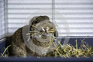 Funny cute lop rabbit holding a lot of hay in its mouth