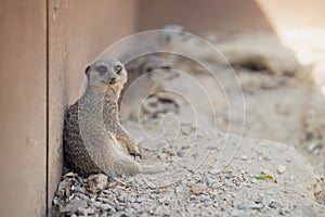 Funny cute meerkat with other meerkats on a blurred background on the rocks