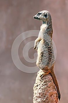 Funny and cute Meerkat or Suricate