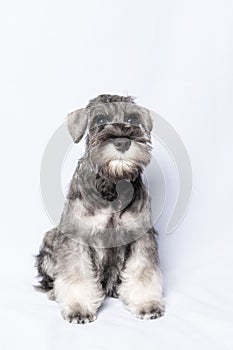 funny cute Miniature Schnauzer puppy dog portrait. White-gray schnauzer dog sits on a white background