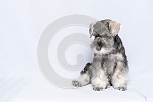 funny cute Miniature Schnauzer puppy dog portrait. White-gray schnauzer dog sits on a white background