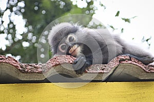 Funny cute monkeys spectacled langur Trachypithecus obscurus in the national park photo