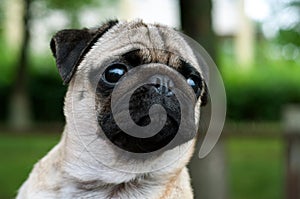 Funny, cute and playful pug dog on green background