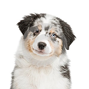 Funny and cute portrait puppy , isolated background. photo