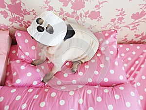 Funny cute pug dog relaxing with beauty mask in spa wellness at home