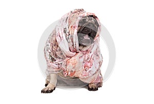 Funny cute pug puppy dog with headscarf sitting down yawning, isolated on white background