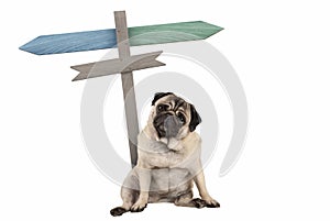 Funny cute pug puppy dog sitting down next to blank signpost; with signs pointing left and right